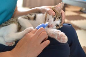 猫の歯みがき